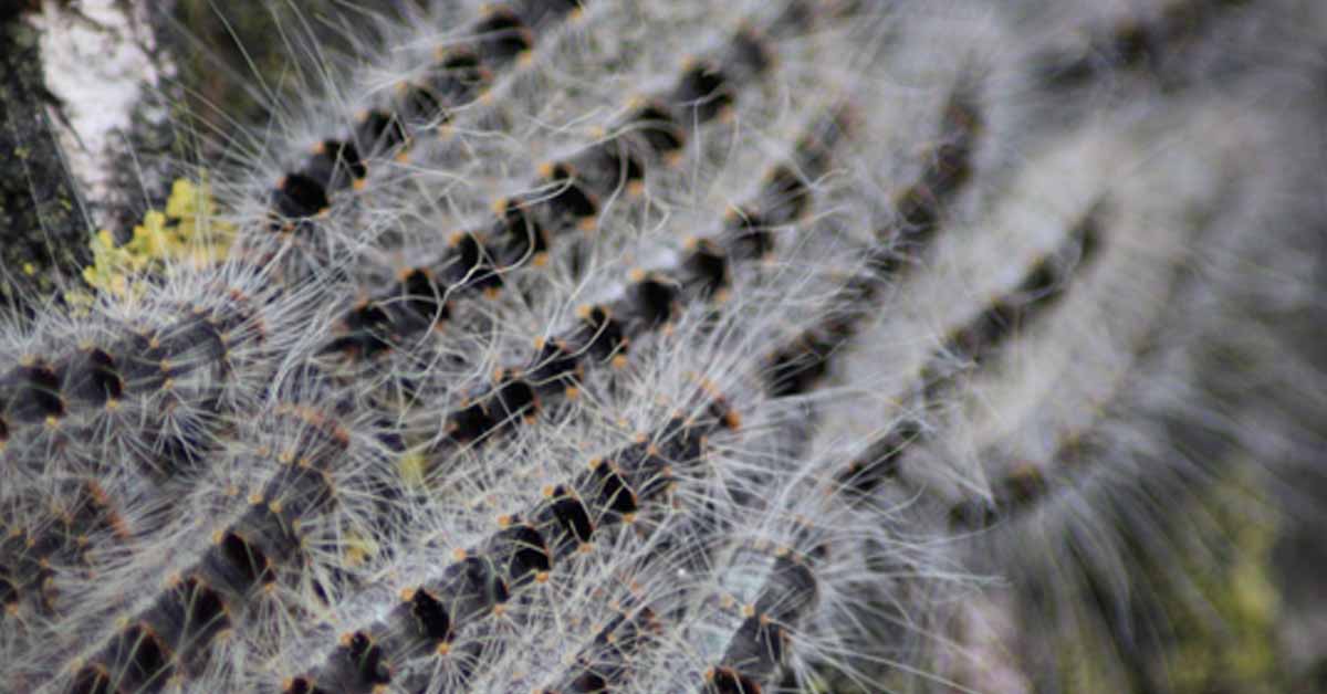oak processionary moths